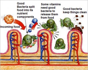 Good bacteria in the intestines