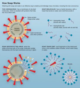 How soap destroys coronavirus